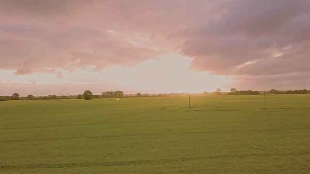 Drone video in sunrise over yellow field. Movement upward