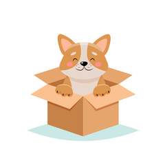 Adopt a pet - cute dog in a box, isolated on white background