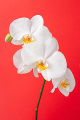 White orchid flower on red colorful background