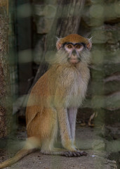Zoo cute monkey sitting in cage