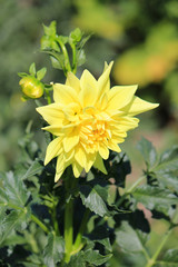 bright beautiful flowers in  botanical garden