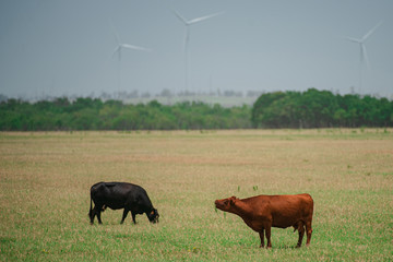 Cow on a pasture. Brown and black cows on green grass background.