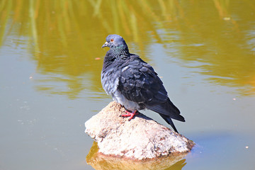 pigeon