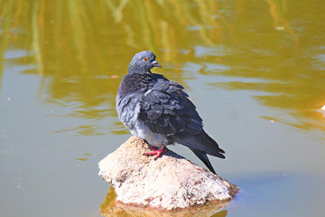 pigeon