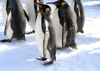 penguin in winter of Japan Hokkaido