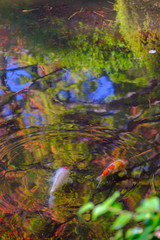 Colorful Capes in Japanese Pond