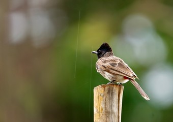 Bulbul bird in the rain