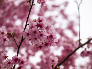 Cherry Blossoms in Full Bloom