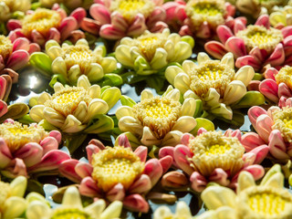 Colorful Tropical Flower on Water