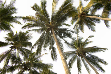 Fototapeta na wymiar Palm Trees Low Angle Shot.