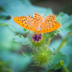 Imperial coat butterfly on a thistle