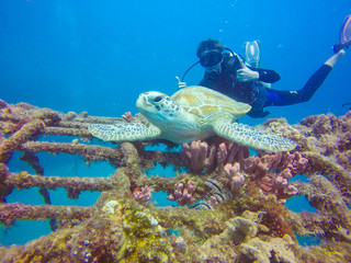 Breathtaking shot of an underwater landscape with tropical fishes and diver in Sipadan island