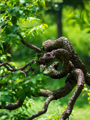 Spiral Bonsai Tree in Japanese Garden