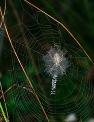 Wasp spider (Argiope bruennichi) on web. Black and yellow stripe. Large, colorful spider