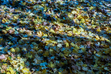 Naklejka na ściany i meble autumn foliage on the ground