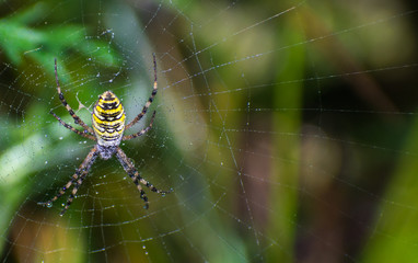 Wasp spider (Argiope bruennichi) on web. Black and yellow stripe. Large, colorful spider. Copy space