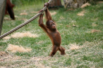 Orang-outan - zooparc Beauval - France © EmilieAPRICENA