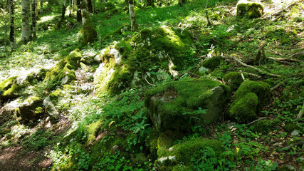 Stone with moss in the woods