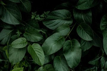 closeup nature view of green leaf texture, dark wallpaper concept, nature background, tropical leaf