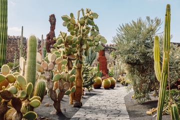 Tropical cactus garden in Guatiza village, Lanzarote