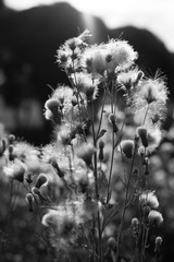 Flowers and grass in autumn, black and white