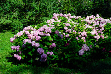 Obraz premium Large vivid magenta pink hydrangea macrophylla or hortensia shrub in full bloom in a flower pot, with fresh green leaves in the background, in a garden in a sunny summer day.