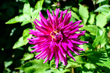 Close up of one beautiful large vivid pink magenta dahlia flower in full bloom on blurred green background, photographed with soft focus in a garden in a sunny summer day.