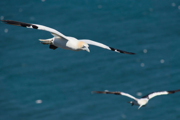 Fototapeta na wymiar Flying gannet over the sea 