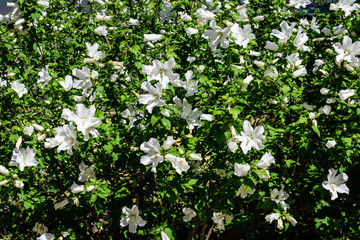 Obraz na płótnie Canvas Many white flower of hibiscus syriacus plant, commonly known as Korean rose, rose of Sharon, Syrian ketmia, shrub althea or rose mallow, in a garden in a sunny summer day .