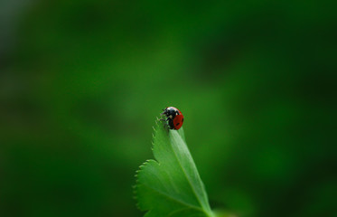 A ladybug walking on the edge of a green leaf