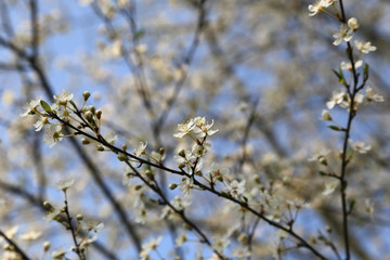 Obstbaum mit weißen Blüten im Frühling