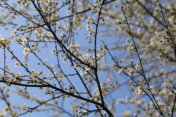 Obstbaum mit weißen Blüten im Frühling