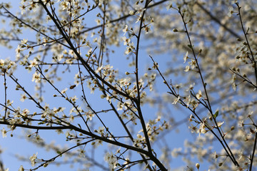 Obstbaum mit weißen Blüten im Frühling