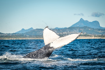 Fototapeta premium Whale watching along the Tweed Coast, Australia 