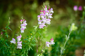 Vivid pink and white dragon flowers or snapdragons or Antirrhinum in a sunny spring garden, beautiful outdoor floral  background photographed with soft focus.