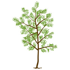 Fototapeta premium A small compound leaf plant, lead tree icon 