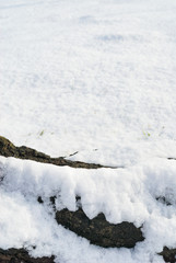 木の根　雪　冬　素材