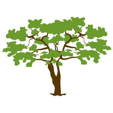 
A deciduous tree icon in flat design, european beech icon
