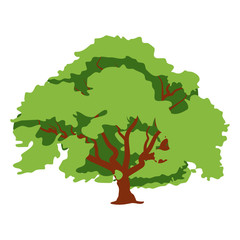 
Flat vector design of maple tree icon
