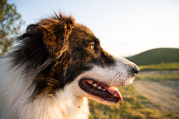 portrait of cute shepherd dog in mountain sunset