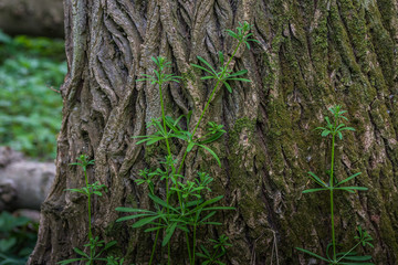 bedstraw climbs on a tree in spring