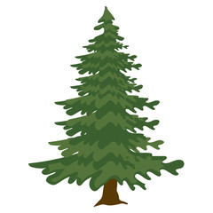 
Flat style of spruce tree icon
