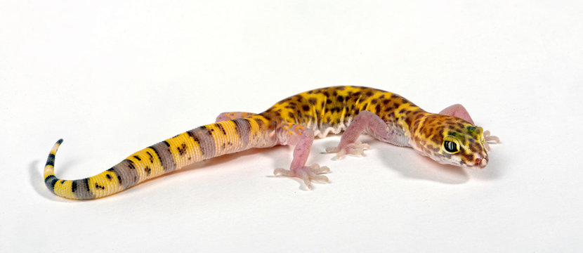 Texas Banded Gecko / Geb&auml;nderter Texas-Gecko (Coleonyx brevis)