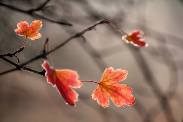 Scenic close-up view of red guelder-rose leaves covered by morning frost and backlit by rising sun