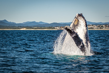 Naklejka premium Whale watching along the Tweed Coast, Australia 