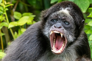 an angry spider monkey