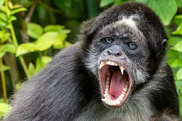 Gardinen Affe an angry spider monkey  © Ralph Lear