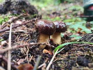mushrooms in the forest