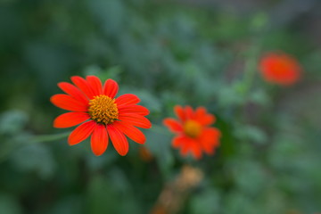 Tokyo,Japan-August 24, 2020: Closeup of Mexican Sunflower or Tithonia rotundifolia
