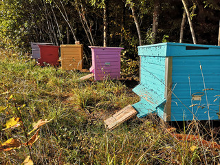 bee hives in the forest